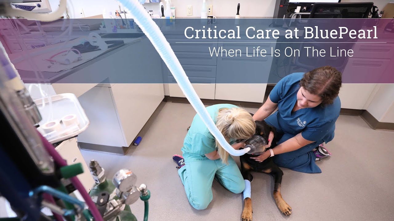 Critical Care at BluePearl