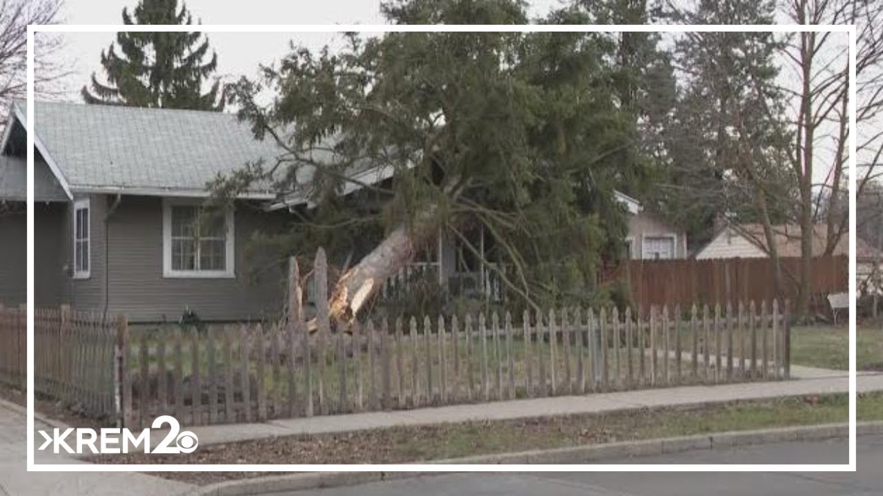 Trees and powerlines blown down during wind storm on South Hill