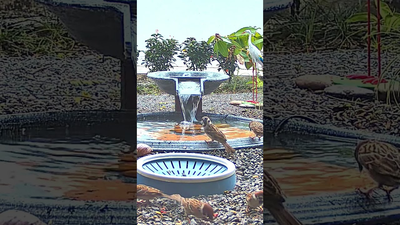 Sparrow Extreme Close-Up !!