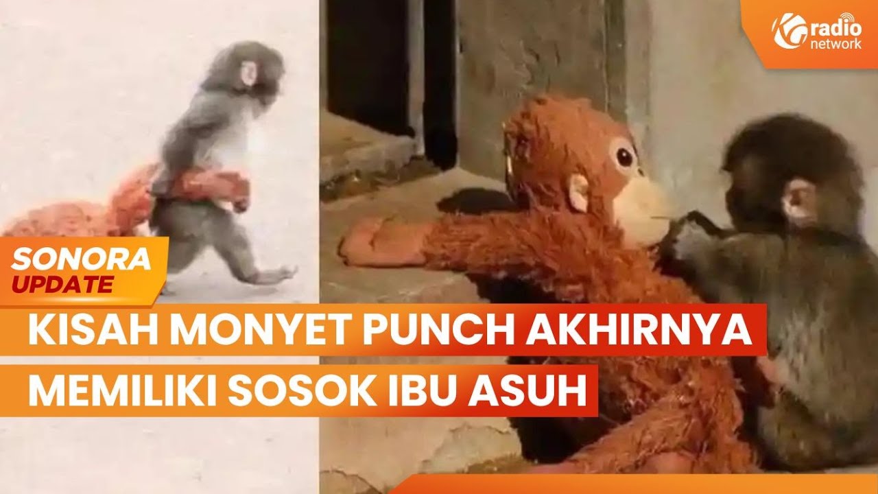 Punch Bayi Monyet Yang Dibuang Induknya, Akhirnya Memiliki Ibu Asuh | SONORA UPDATE