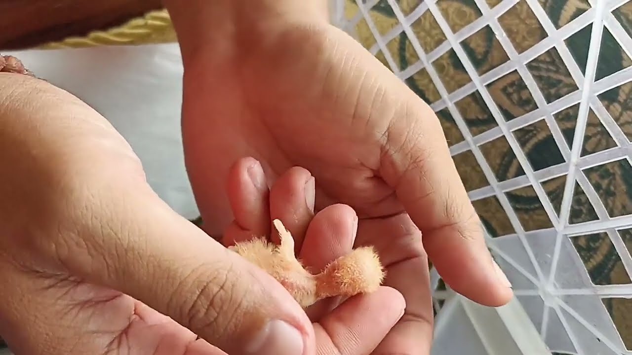 beli anakan burung lovebird umur 5 hari