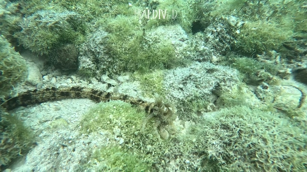 The snake sea cucumber (Synapta maculata)