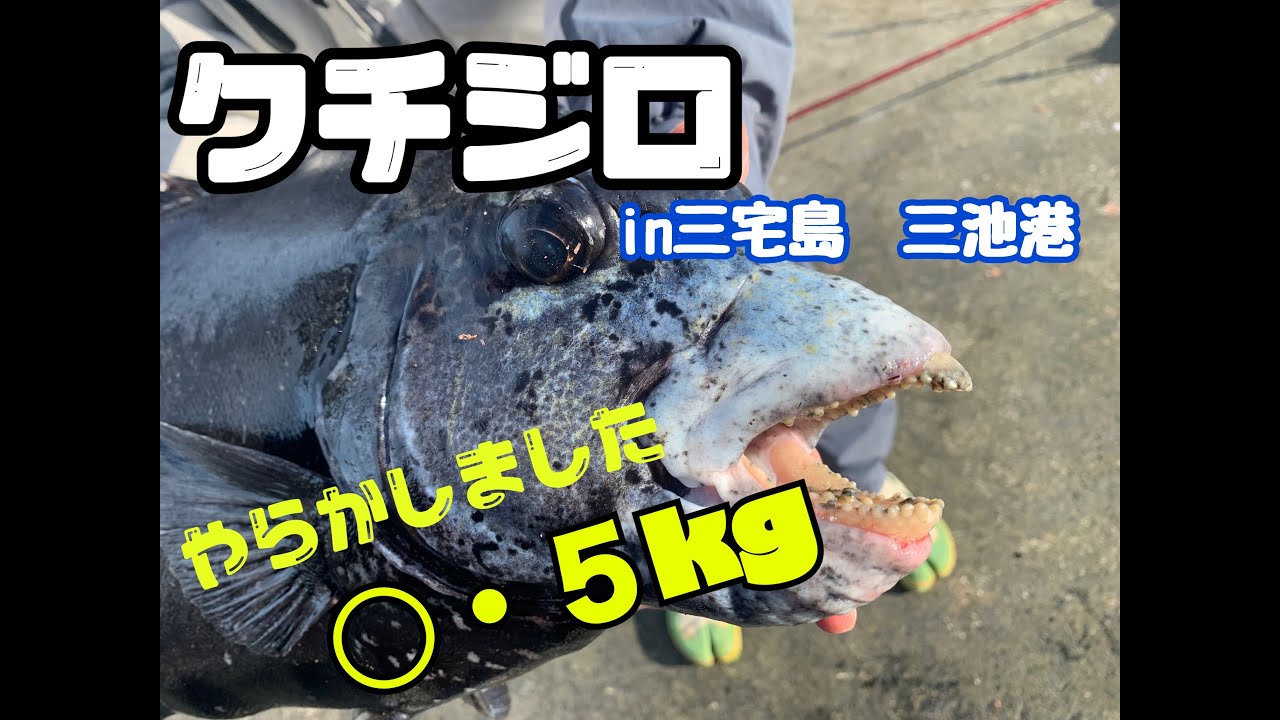 【三宅島堤防】クチジロ降臨しちゃいました