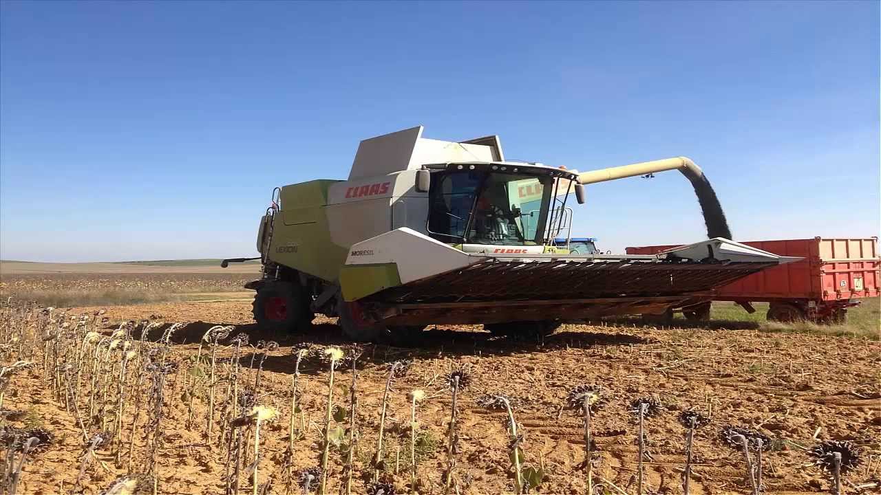 claas LEXION 650 cabezal de girasol moresil