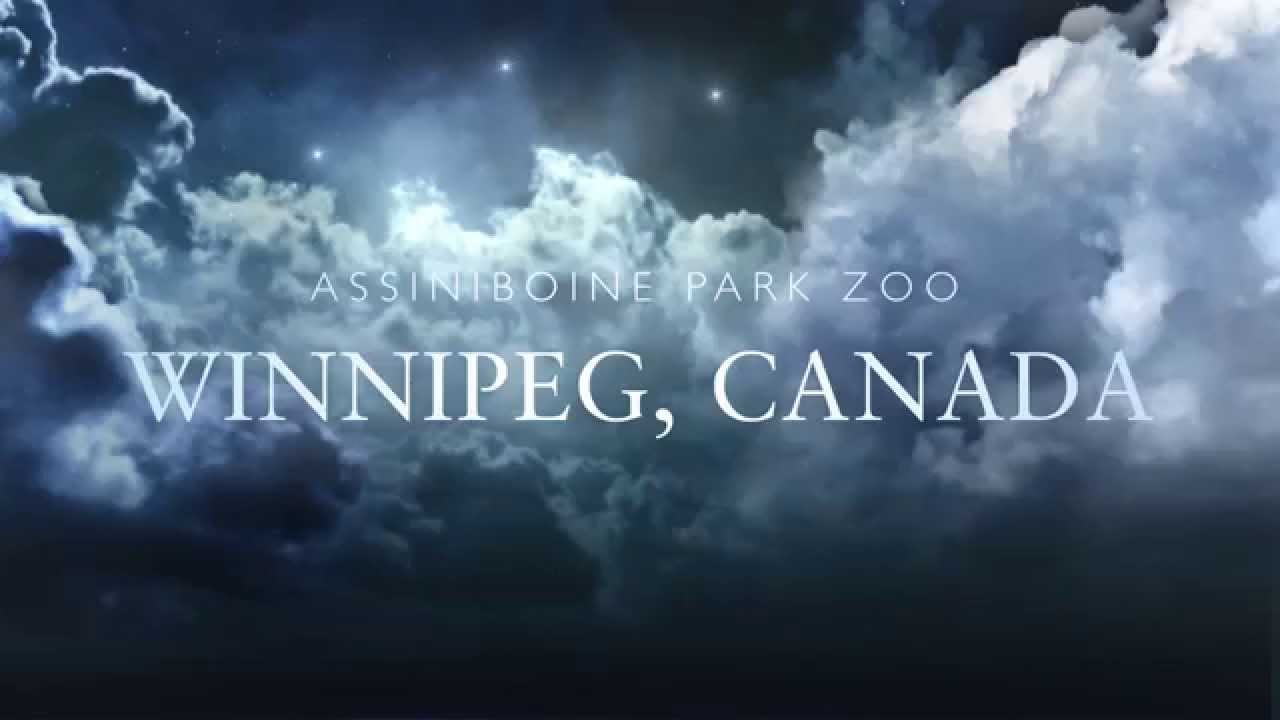 Polar Bears in Assiniboine Park Zoo,Winnipeg, Manitoba, Canada