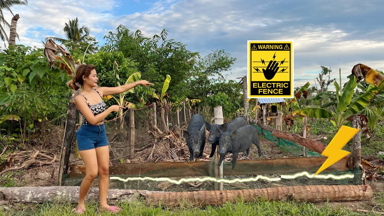Try muna ako ng tatlong Native Pig sa Bagong Free Range Cage w/ Electric Fence ||Trial and Error ✅❌