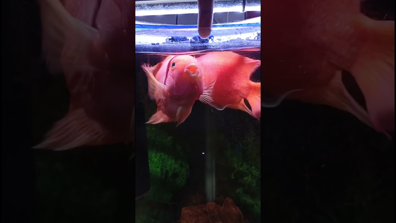 Blood-red Parrot Cichlid fish🥵 #fish#aquarium#aquariumfish#fishtank#parrotfish#parrot#cute#fight