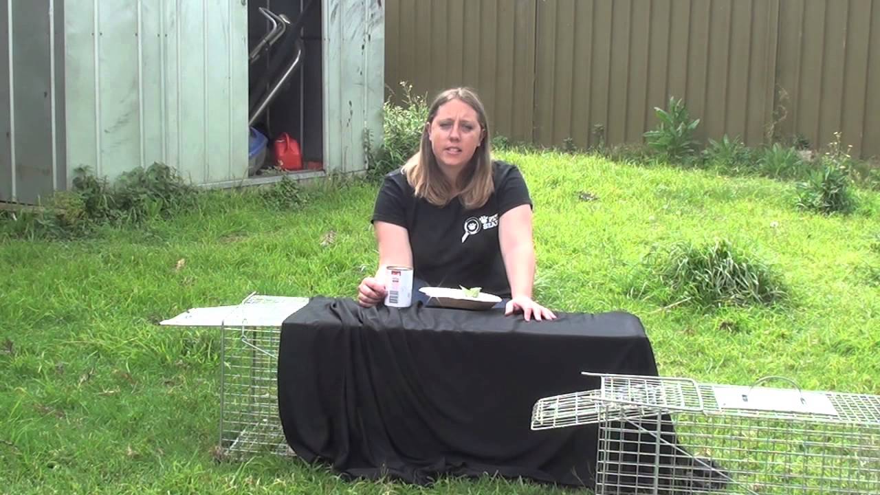 how to use a cat/animal trap to catch a lost pet