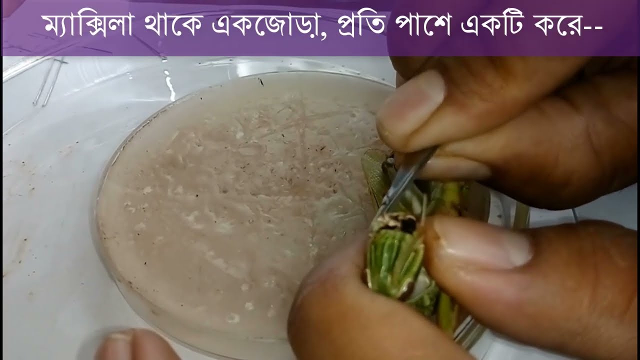ব্যবহারিক ক্লাস- ঘাসফড়িং এর মুখোপাঙ্গো পর্যবেক্ষণ