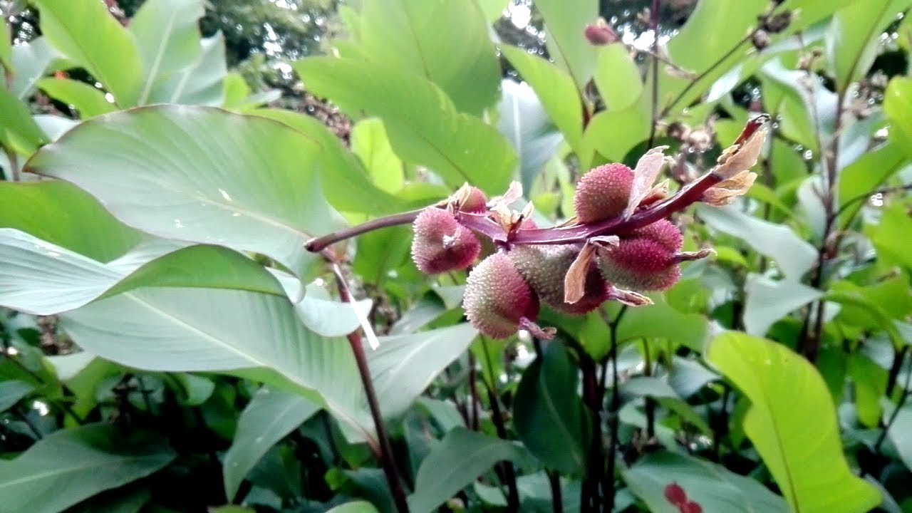 Canna indica (Canna lily)