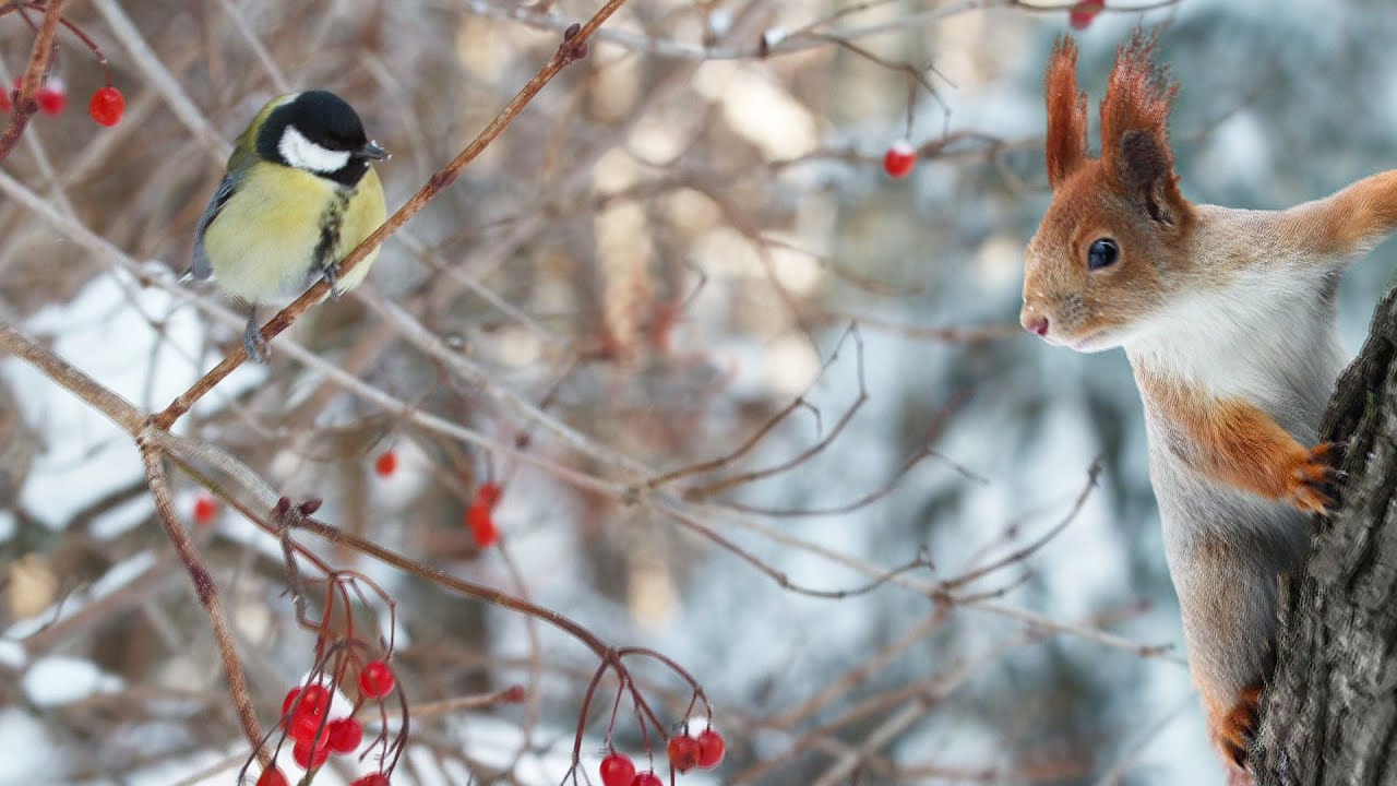 Gartentiere gut durch den Winter bringen | SWR | Landesschau Rheinland-Pfalz