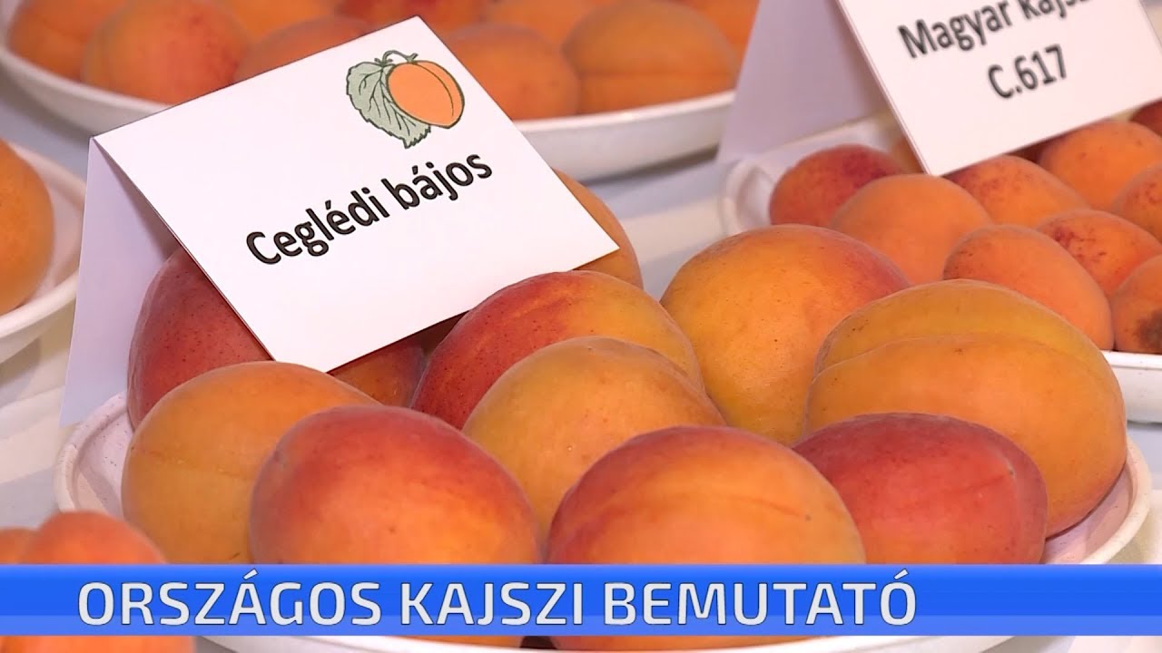 Országos kajszibarack fajtabemutató