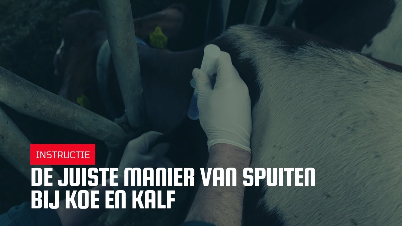 De juiste manier van spuiten bij koe en kalf