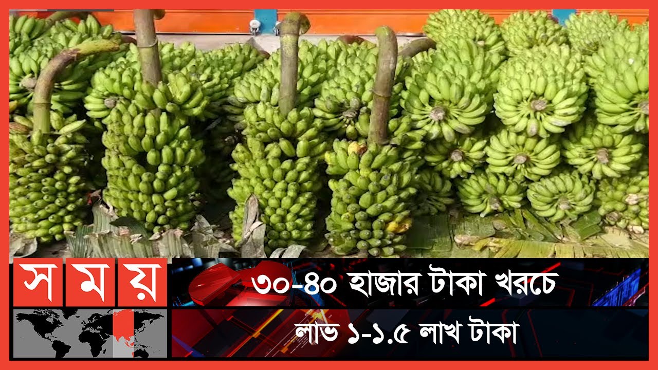 কিশোরগঞ্জে বেড়েই চলেছে কলার চাষ | Banana Market | Banan Cultivation | Kishoreganj News | Somoy TV