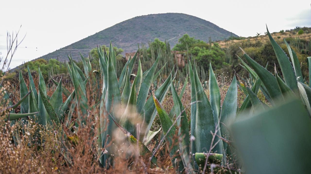 Maguey: memoria viva de México