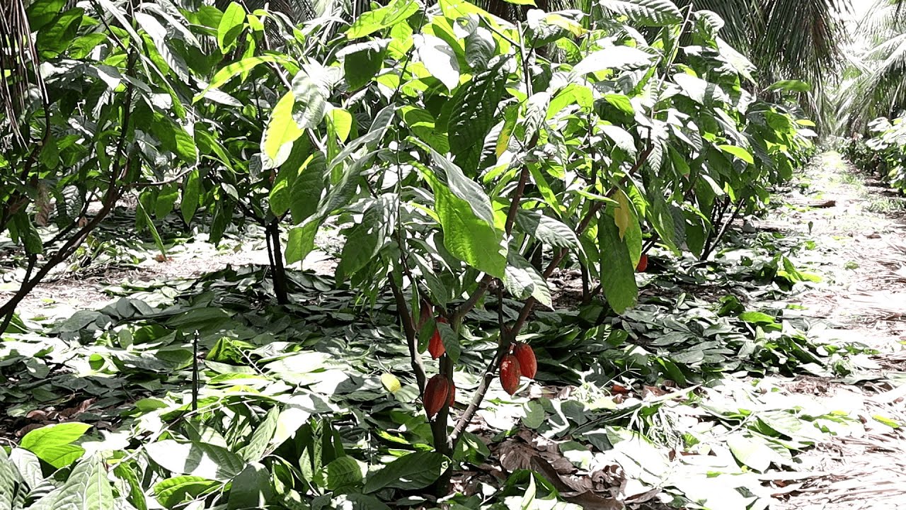 Consórcio entre coco e cacau aumenta produtividade em fazenda alagoana