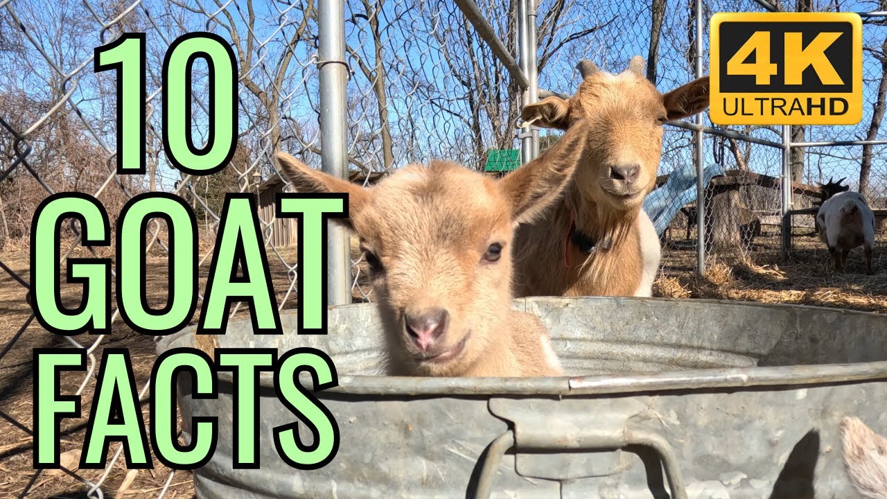 Top 10 Goat Facts