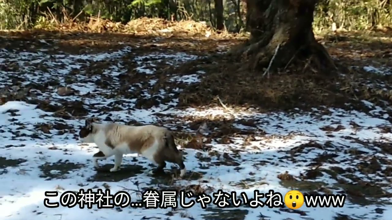 「🐈ネコも参拝⁉️🐾」　【五十瀬神社⛩】　宮城県登米市。　#神社 #猫#宮城県