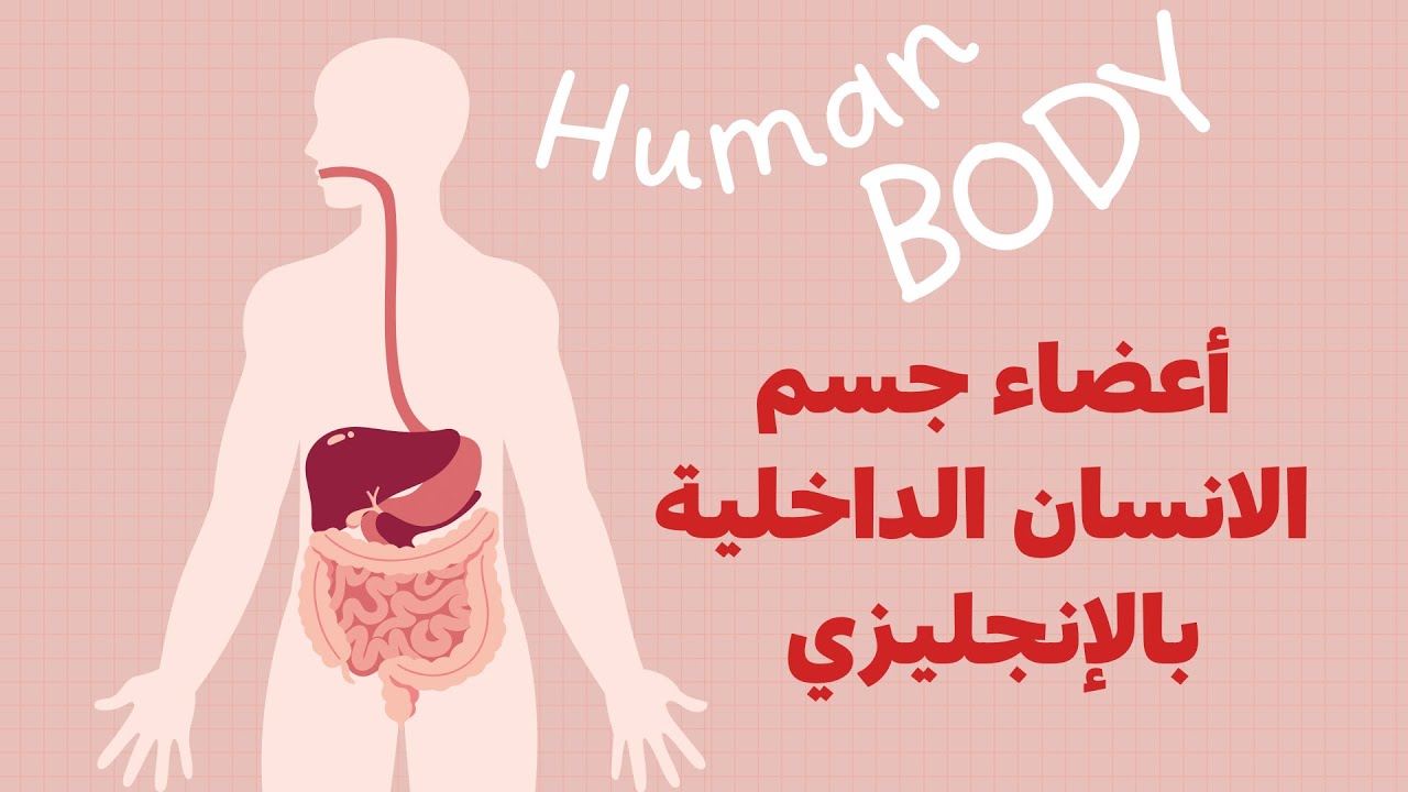 أعضاء جسم الانسان الداخلية بالإنجليزي مع النطق Body Parts