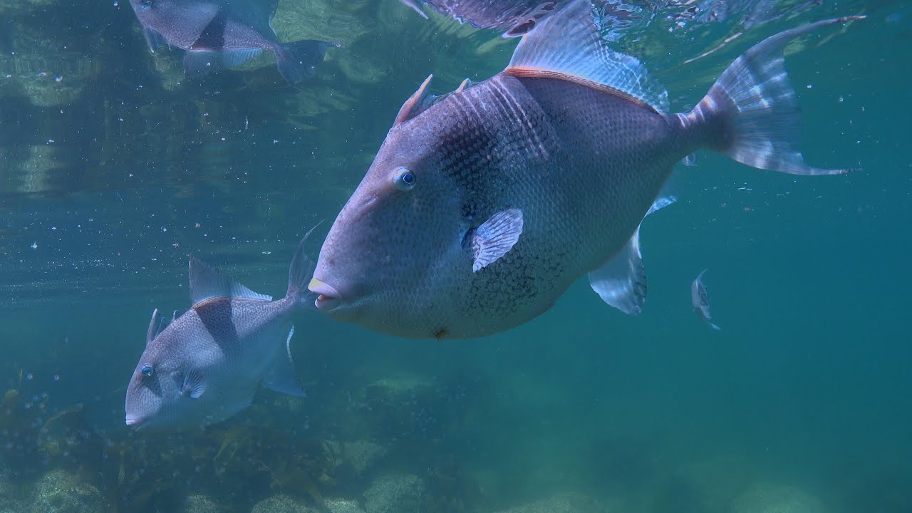 Peces tropicales en las Islas Cíes