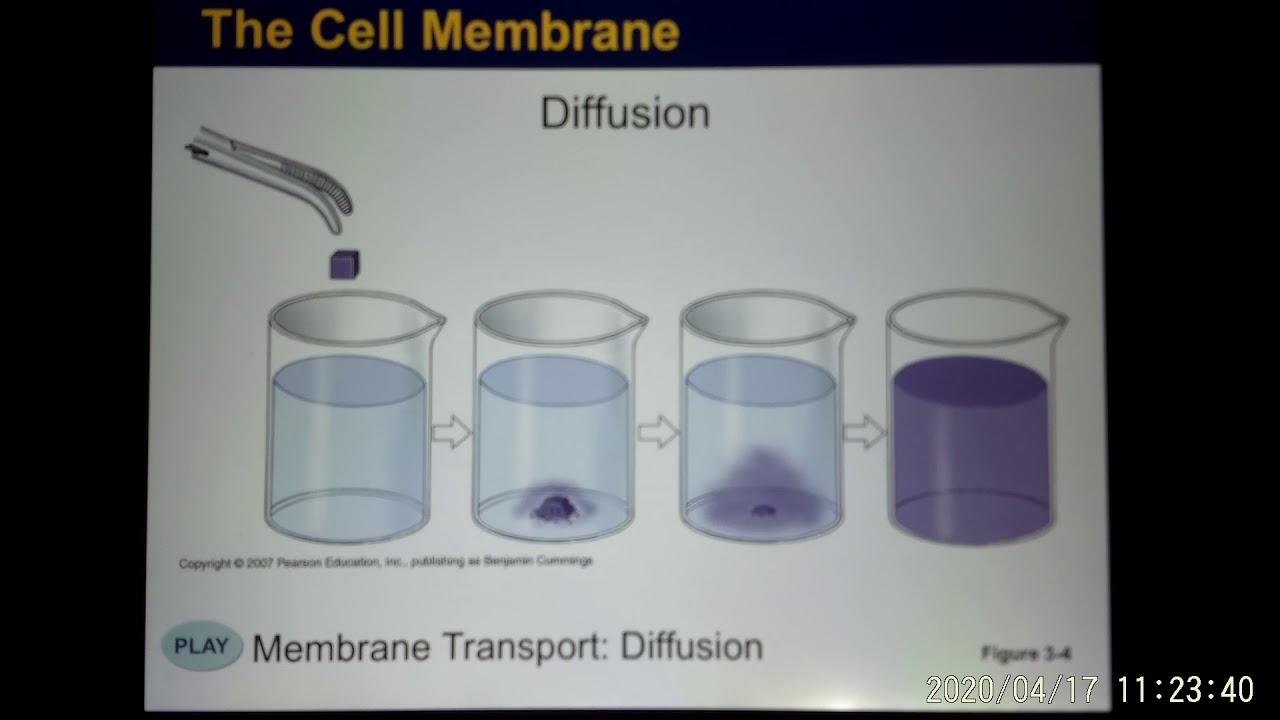 ACC Biol2404 IntroA&P Ch3 Cell Online Lecture 01