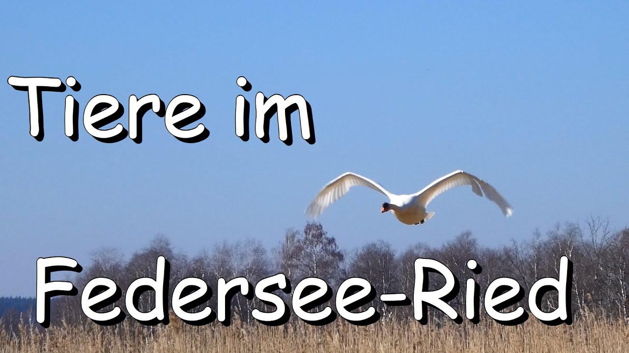 Tiere im Federsee-Ried