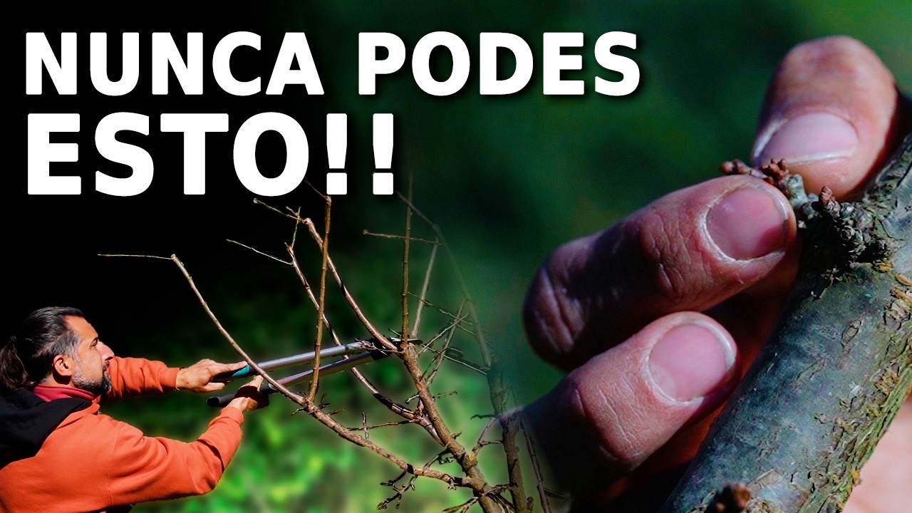 Poda de FRUTALES: Consejos del experto para una COSECHA ABUNDANTE
