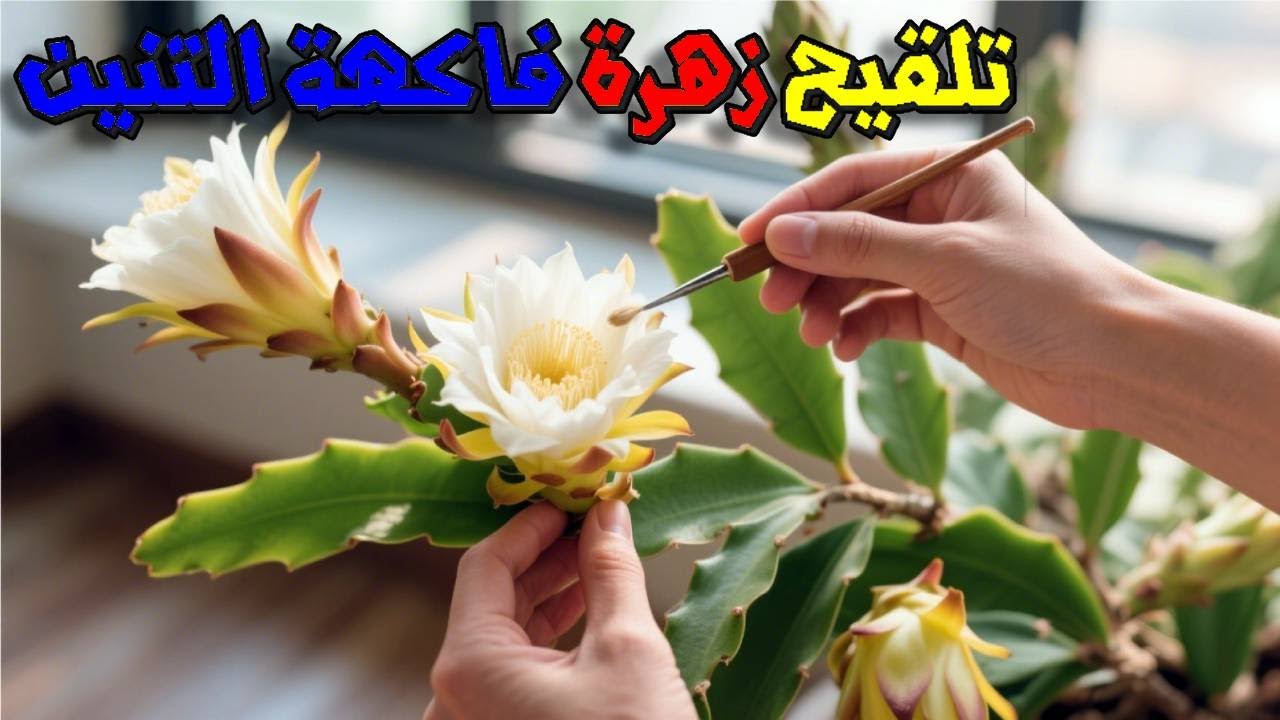 طريقة التلقيح اليدوي للأزهار فاكهة التنين 2025