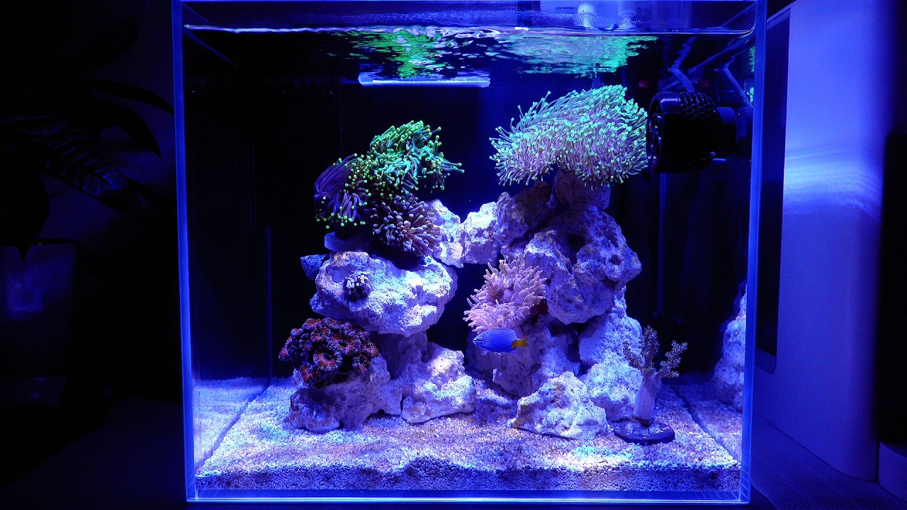 第2集 | 簡單45天微珊瑚缸開缸 | 紅奶咀海葵 | #nanoreef #anemone