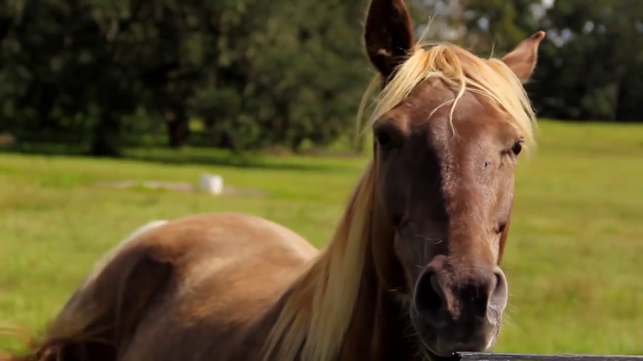 HORSE TRAINING CENTER