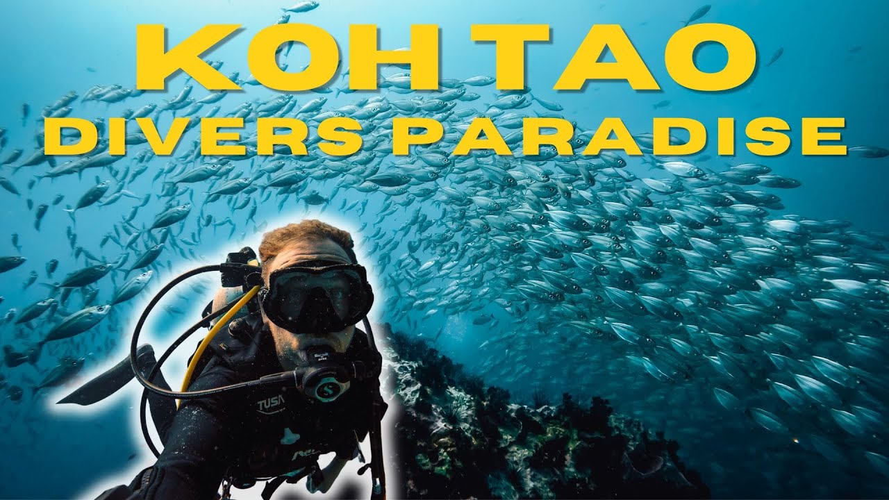 DIVING KOH TAO | 4K