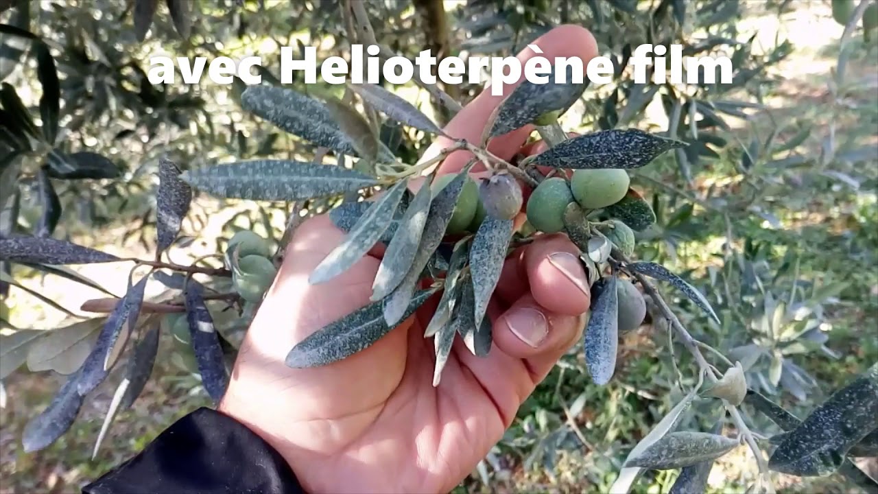 Lutte contre la mouche de l'olive -  adjuvant et barriere minérale   04 nov 2020