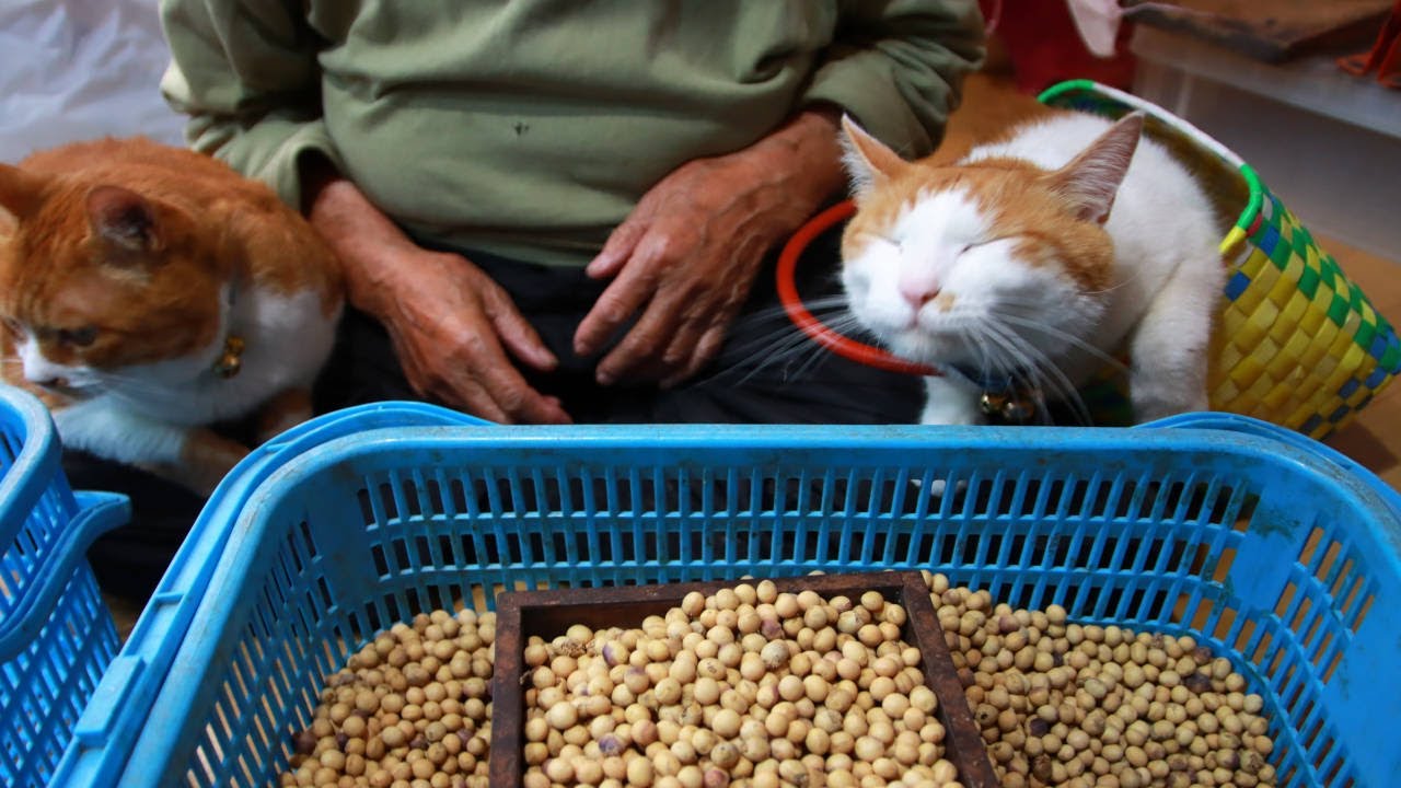 猫たちと味噌づくり　2024　240709