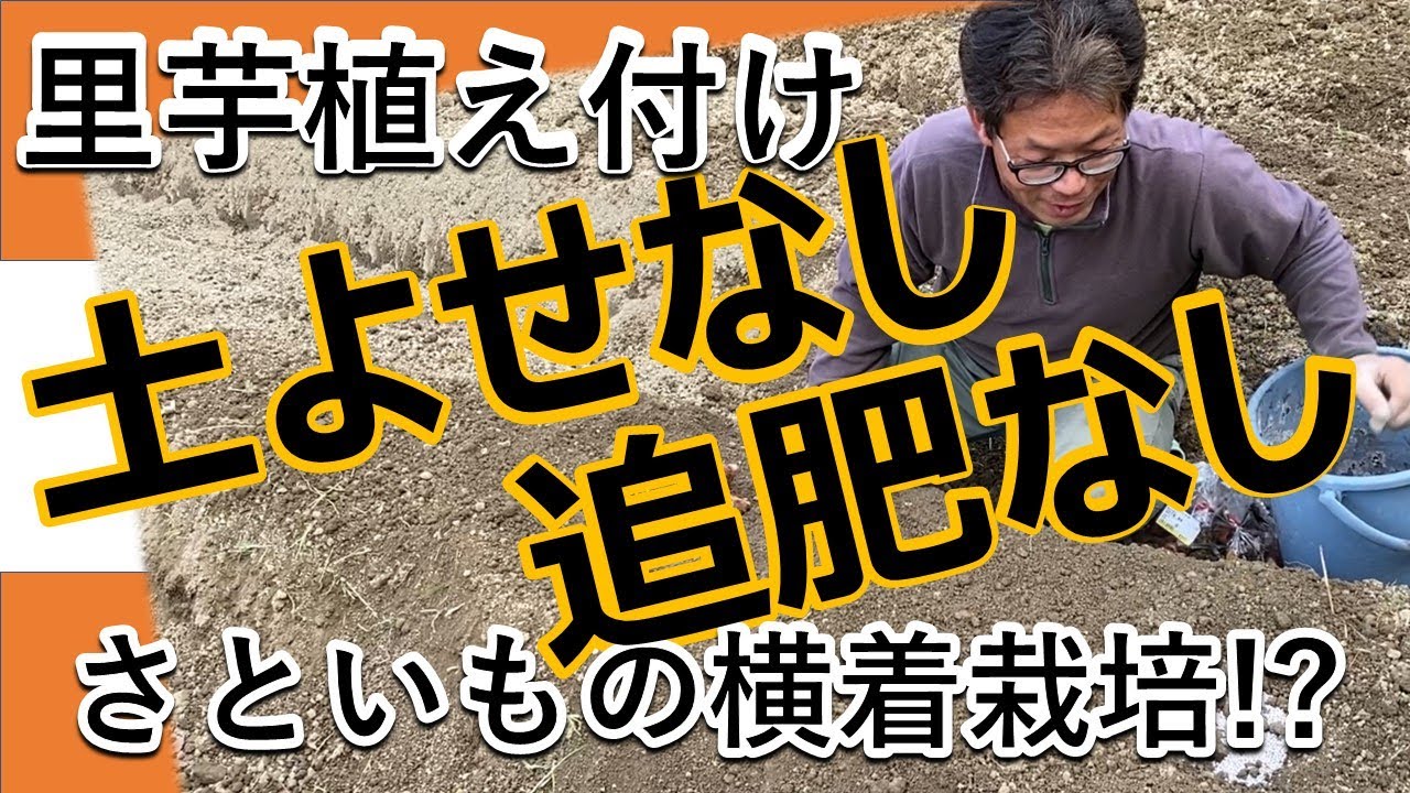 【さといもの植え付け】さといもの横着栽培