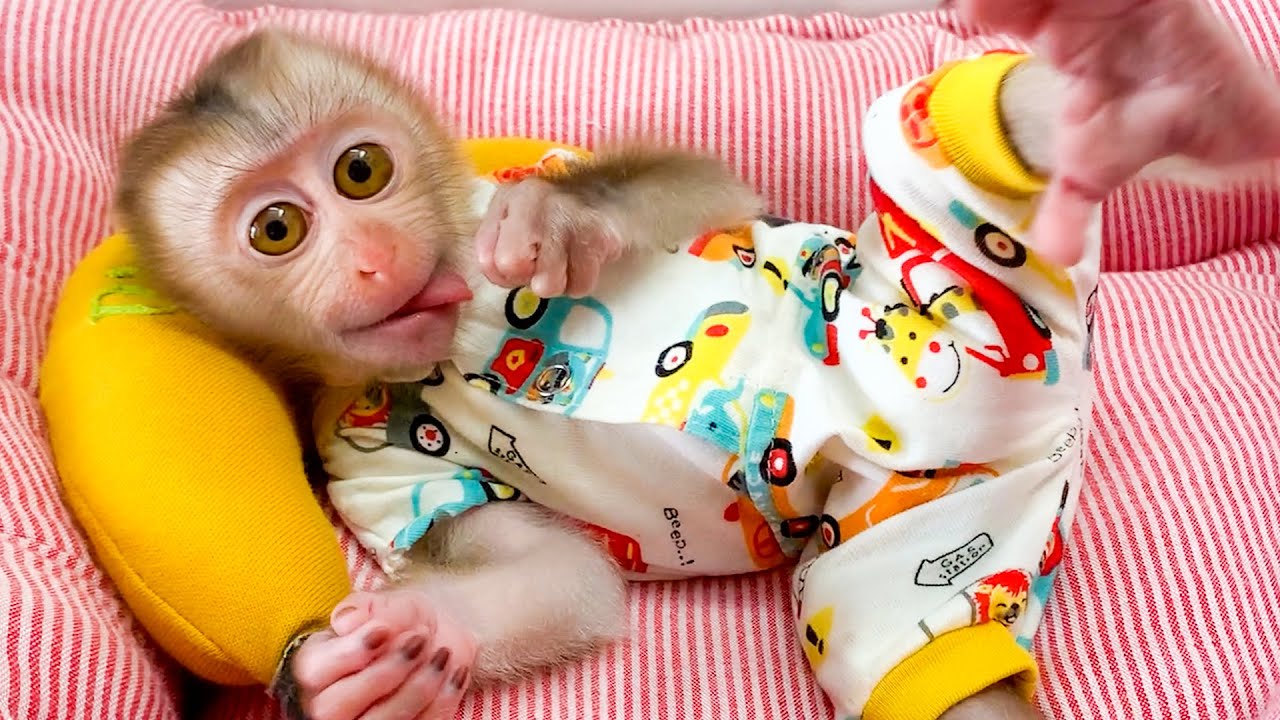 Monkey Puka is Delighted with the New Bed made by Mom