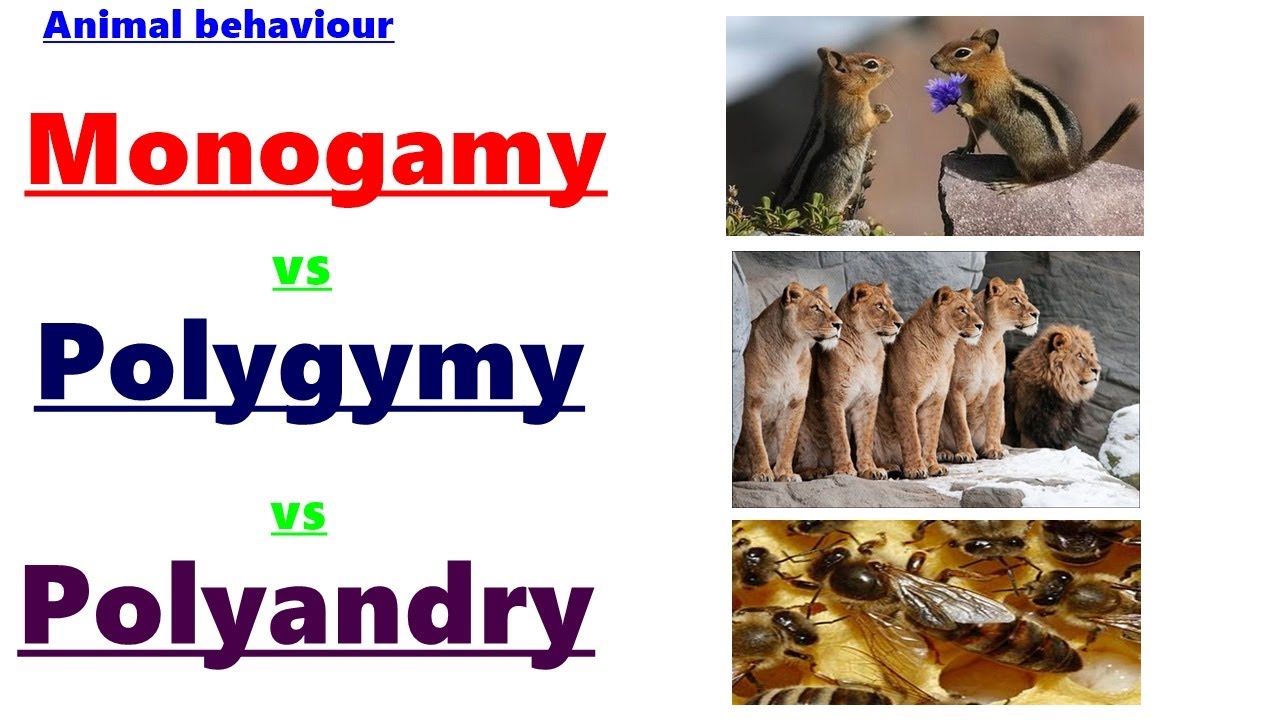 What is Monogyny,polygyny & polyandry?Animal behviour-MONOGYMY, POLYGYMY,POLYANADRY-Complete chapter