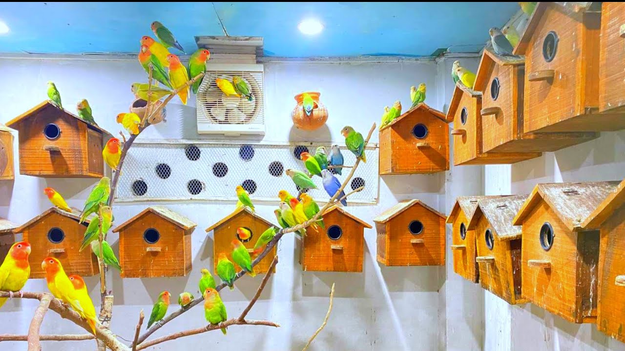 লাভ বার্ড পাখি পালন পদ্ধতি ও দাম |Love Bird Pakhi Palon | Love Birds Colony.
