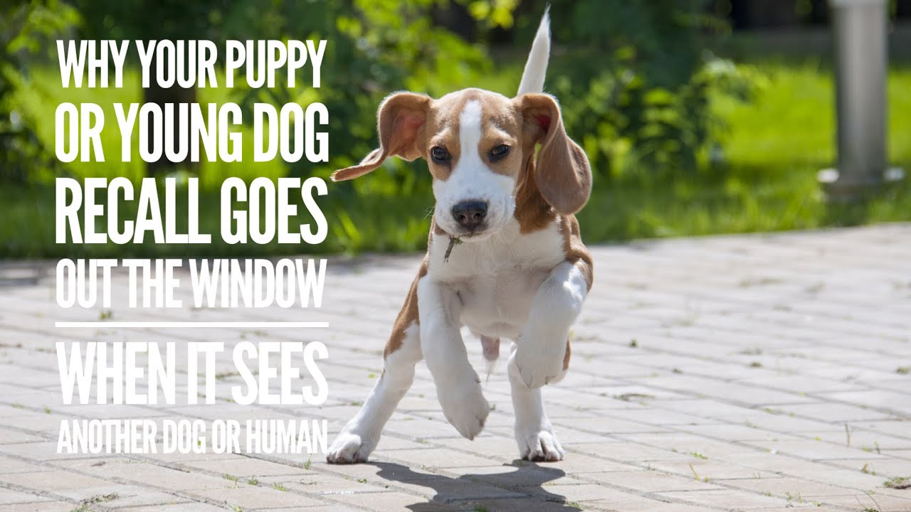Why your puppy or young adolescent dog had good recall until they see another dog or person