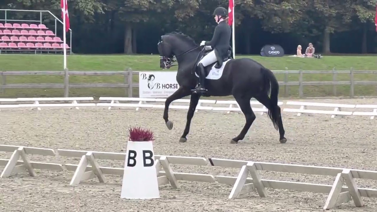 Bourani (Bordeaux x Don Davidorf x Sandro Hit) MA1 landsstævne ) 68.009%