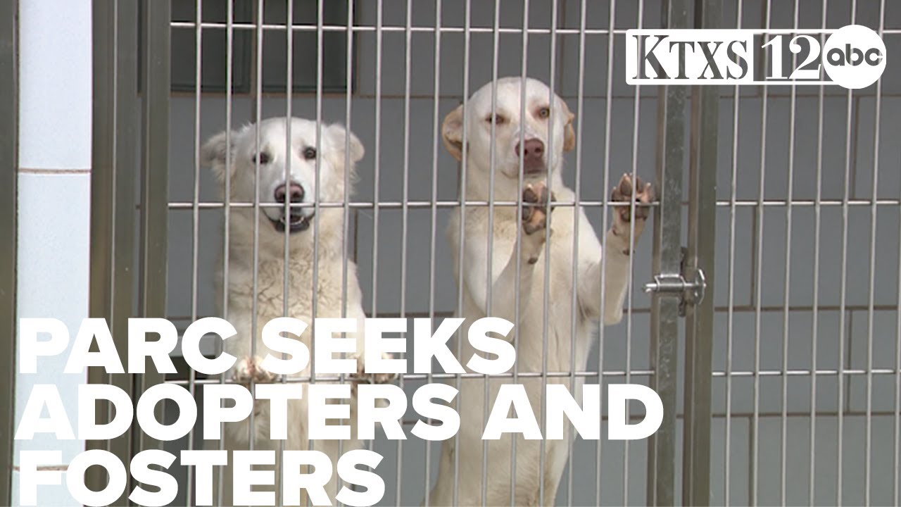 PARC seeks adopters and fosters after post-snowstorm surge of animals