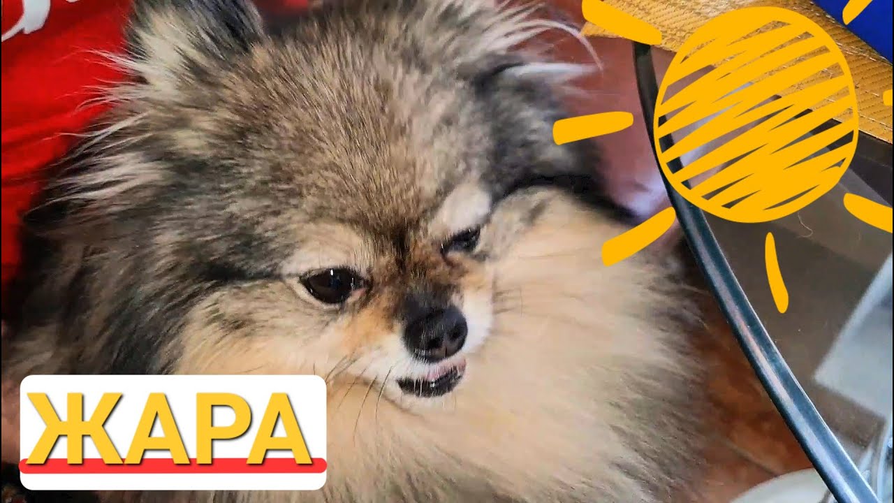 Как защитить собаку летом? Что нельзя делать в жару?