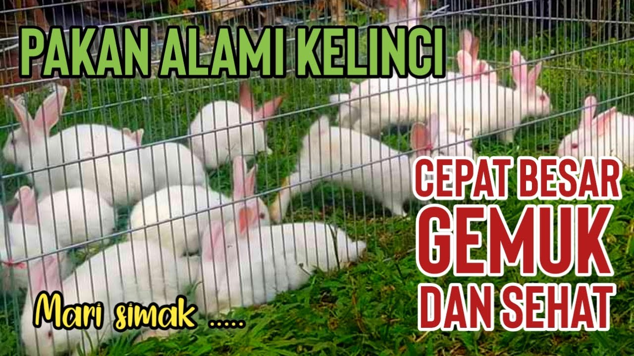 PAKAN KELINCI CEPAT BESAR DAN SEHAT
