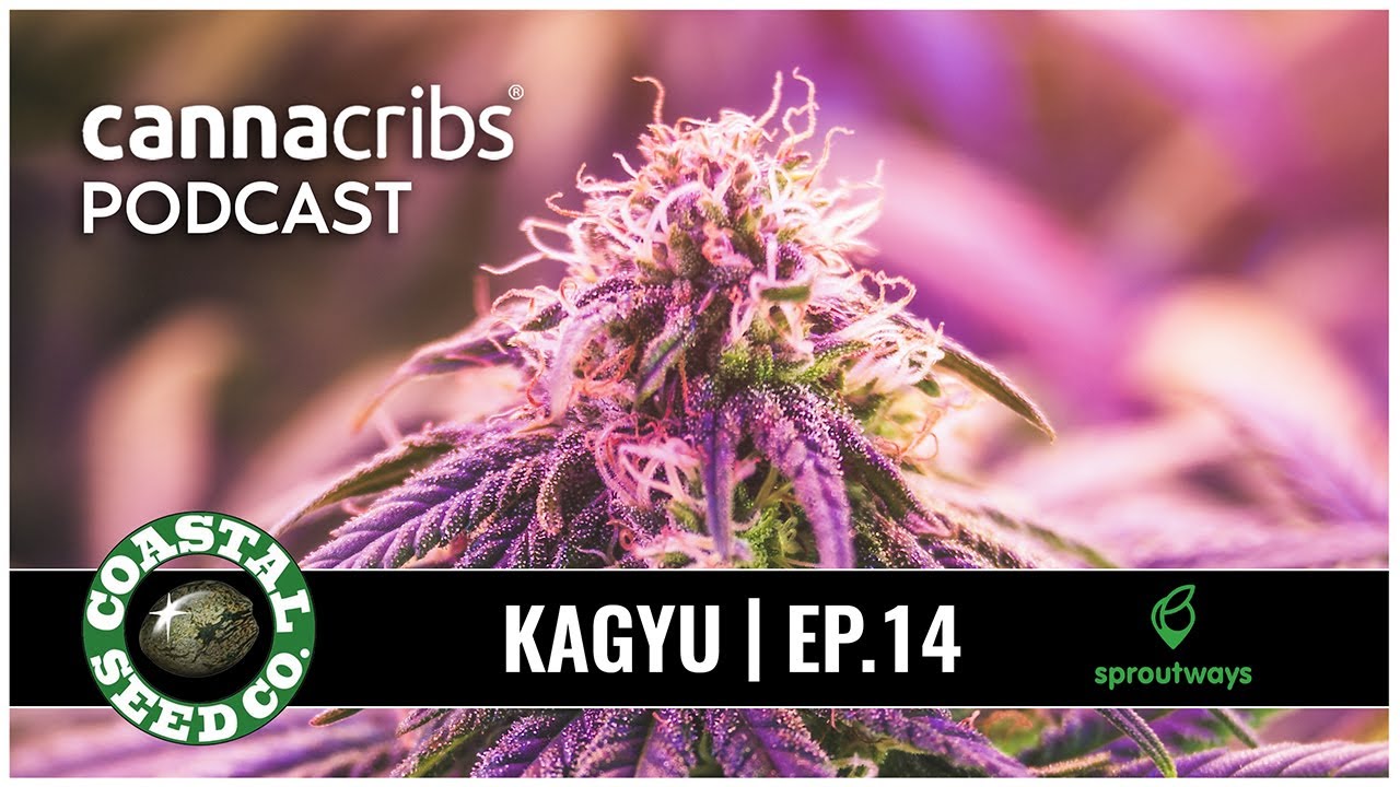 Kagyu and Coastal Seed Co - Legendary Cannabis Breeder Joins Sproutways Network of B2B Seed Sales