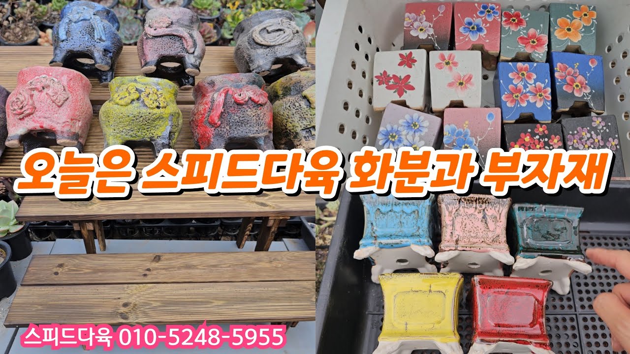 23.7.14 오늘은 물마름 좋은 서인경분, 예쁜 다나실속분, 가성비좋은 오색분, 큐빅분💕 스피드다육 010-5248-5955 전국택배가능 유료광고포함