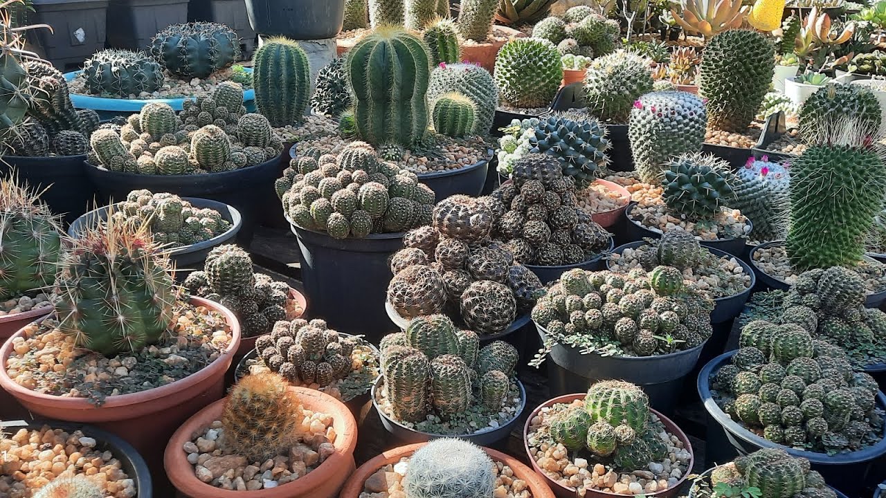 TOP 10 - CACTOS DE FÁCIL CULTIVO QUE TENHO NA COLEÇÃO  | SUGESTÃO DE UMA AMIGA E INSCRITA YOUTUBER