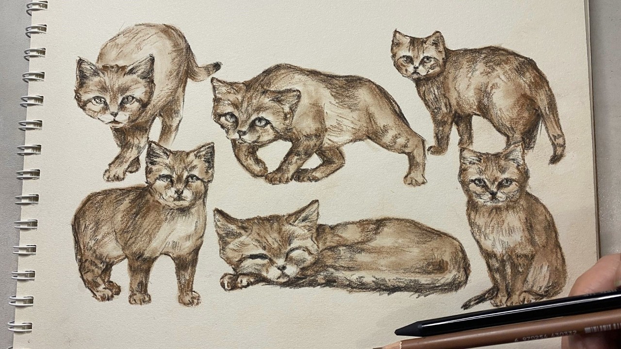ASMR Charcoal Animal Sketch | Wild Cat Dynamic Poses | No Talking