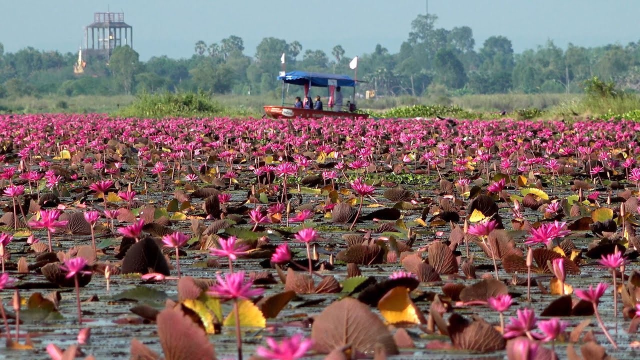 Red pink lotus lake Udon Thani October 2025 - Il lago dei fiori di loto rosa
