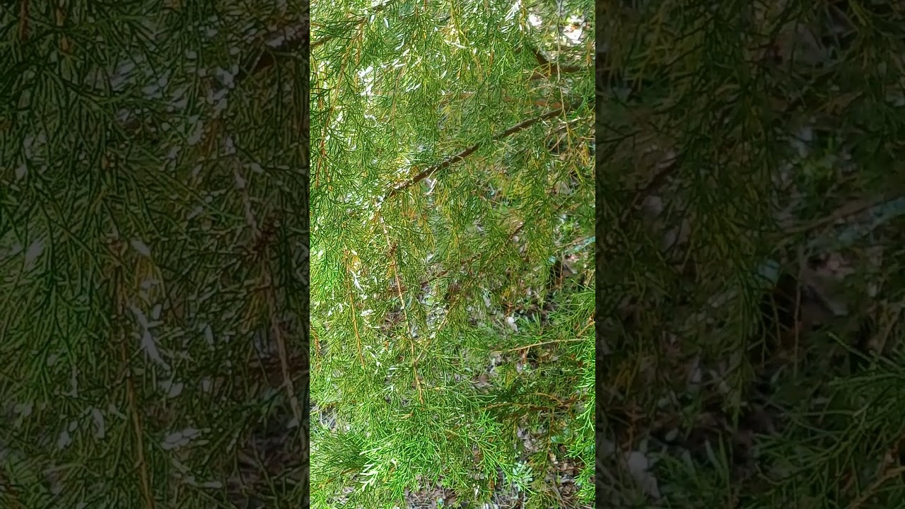 Genesis 1:29&ndash;30: God&rsquo;s Deodorant Growing in Your Yard (Cedar)