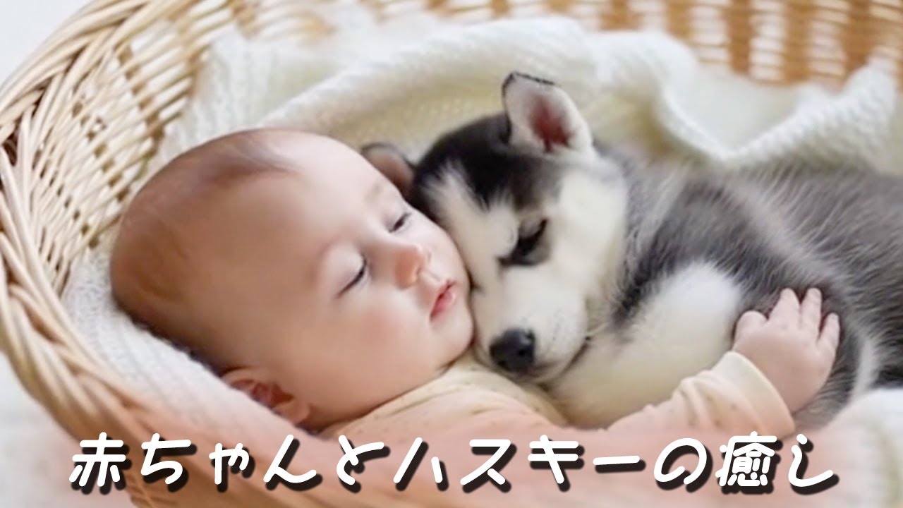 【癒し】赤ちゃんとハスキーの癒し時間