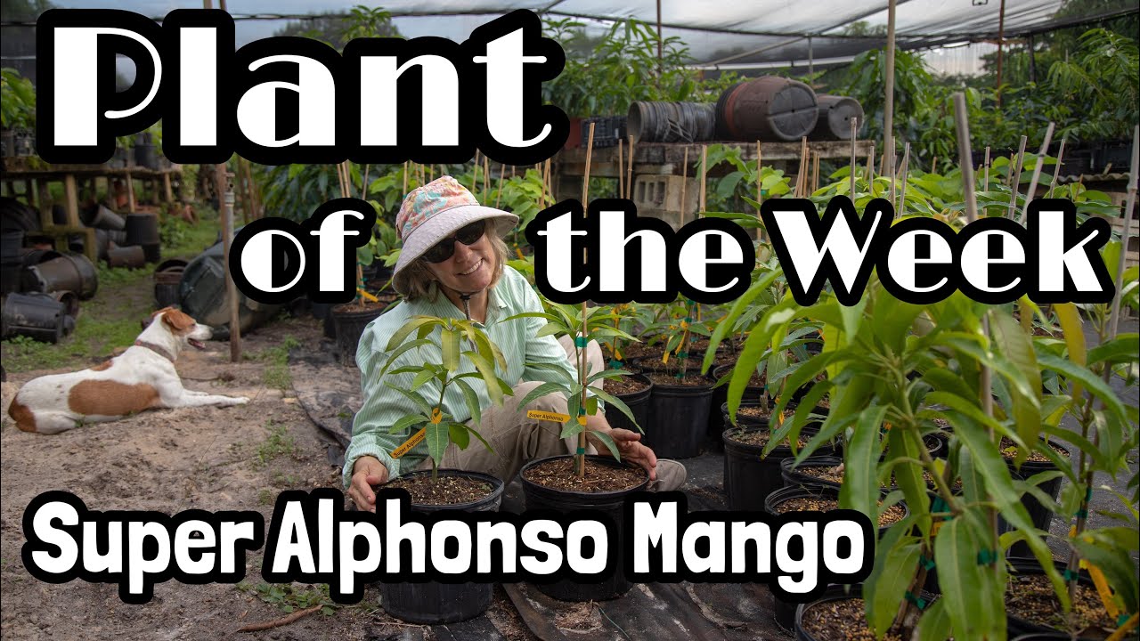 Plant of the Week | 'Super Alphonso' Mango